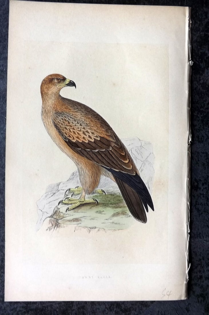 Bree, Charles 1859 Hand Col Bird of Prey Print. Tawny Eagle: Woodblock Published 1859-62, London for "A History of the Birds of Europe, Not Observed in the British Isles" by Charles Robert Bree. Printed in colours and finished by hand. Paper Size: 9.5 x 6 inch 
