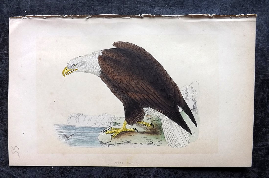 Bree, Charles 1859 Hand Col Bird of Prey Print. Bald Eagle (1 of 1)