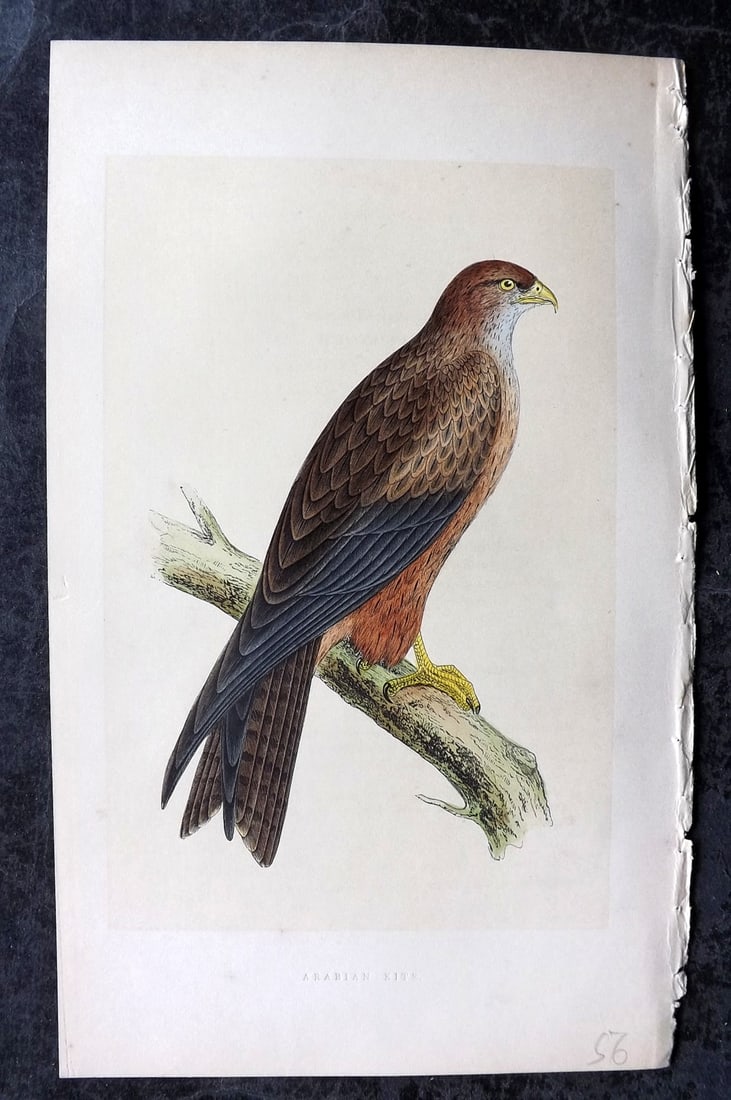 Bree, Charles 1859 Hand Col Bird of Prey Print. Arabian Kite: Woodblock Published 1859-62, London for "A History of the Birds of Europe, Not Observed in the British Isles" by Charles Robert Bree. Printed in colours and finished by hand. Paper Size: 9.5 x 6 inch 