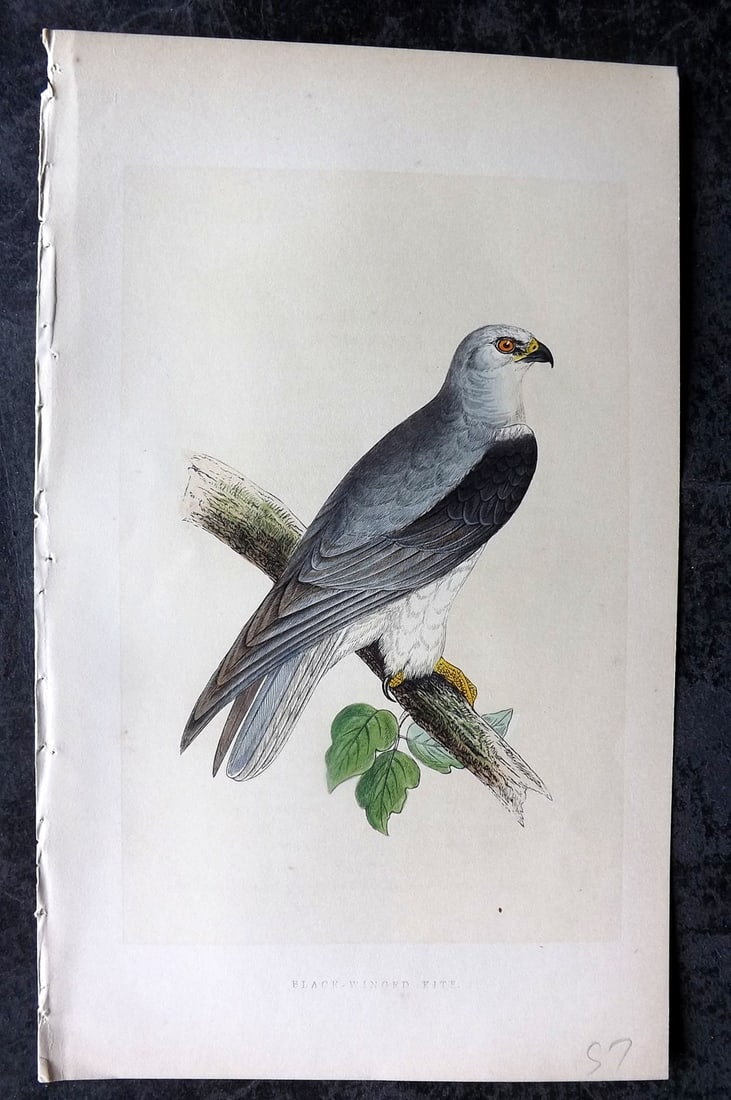 Bree, Charles 1859 Hand Col Bird of Prey Print. Black Winged Kite: Woodblock Published 1859-62, London for "A History of the Birds of Europe, Not Observed in the British Isles" by Charles Robert Bree. Printed in colours and finished by hand. Paper Size: 9.5 x 6 inch 