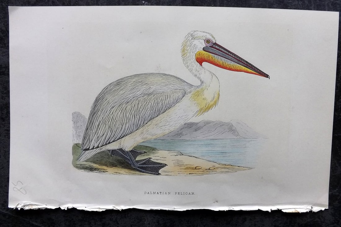 Bree, Charles 1859 Hand Col Bird Print. Dalmation Pelican: Woodblock Published 1859-62, London for "A History of the Birds of Europe, Not Observed in the British Isles" by Charles Robert Bree. Printed in colours and finished by hand. Paper Size: 9.5 x 6 inch 