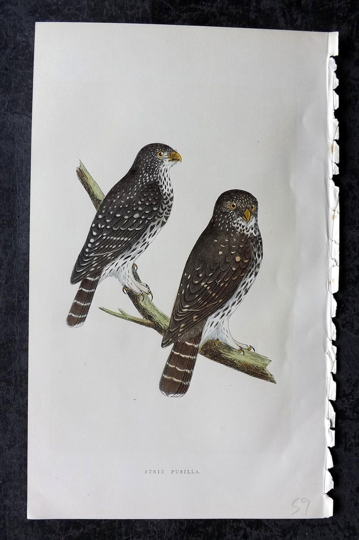 Bree, Charles 1859 Hand Col Bird of Prey Print. Strix Pisilla: Woodblock Published 1859-62, London for "A History of the Birds of Europe, Not Observed in the British Isles" by Charles Robert Bree. Printed in colours and finished by hand. Paper Size: 9.5 x 6 inch 