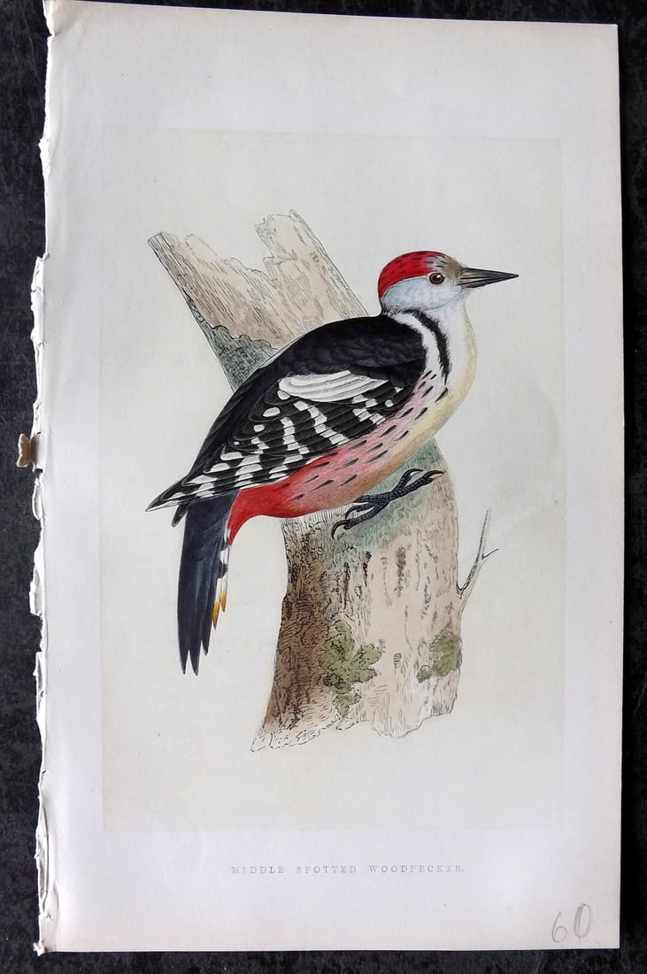 Bree, Charles 1859 Hand Col Bird Print. Middle Spotted Woodpecker: Woodblock Published 1859-62, London for "A History of the Birds of Europe, Not Observed in the British Isles" by Charles Robert Bree. Printed in colours and finished by hand. Paper Size: 9.5 x 6 inch 