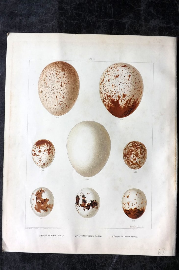 Frohawk, Frederick 1898 Folio Bird Egg Print. Golden & White Tailed Eagle, Sparrow Hawk 10 (1 of 1)