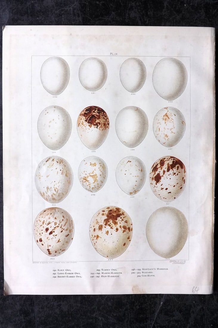 Frohawk, Frederick 1898 Folio Bird Egg Print. Owls, Harriers, Buzzard, Goshawk 09: Chromolithograph Published 1896-98, London for "British Birds with their Nests and Eggs" by Arthur G. Butler. Illustrated by Frederick William Frohawk. Paper Size: 12 x 9.5 inch (30 x 24cm) Minor toni