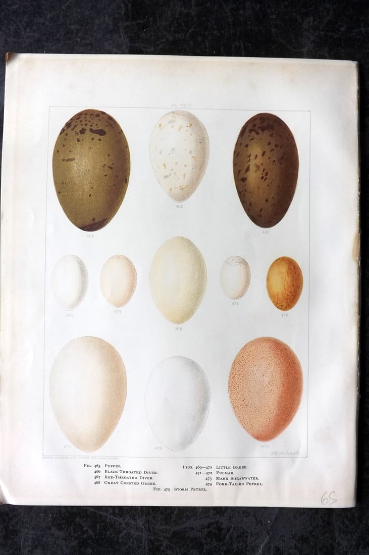 Frohawk, Frederick 1898 Folio Bird Egg Print. Puffin, Diver, Shearwater, Petrel 24: Chromolithograph Published 1896-98, London for "British Birds with their Nests and Eggs" by Arthur G. Butler. Illustrated by Frederick William Frohawk. Paper Size: 12 x 9.5 inch (30 x 24cm) Good Condi