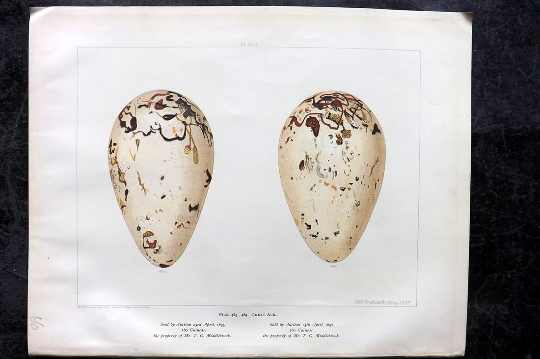 Frohawk, Frederick 1898 Folio Bird Egg Print. Extinct Great Auk 23: Chromolithograph Published 1896-98, London for "British Birds with their Nests and Eggs" by Arthur G. Butler. Illustrated by Frederick William Frohawk. Paper Size: 12 x 9.5 inch (30 x 24cm) Very minor