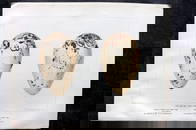 Frohawk, Frederick 1898 Folio Bird Egg Print. Extinct Great Auk 23