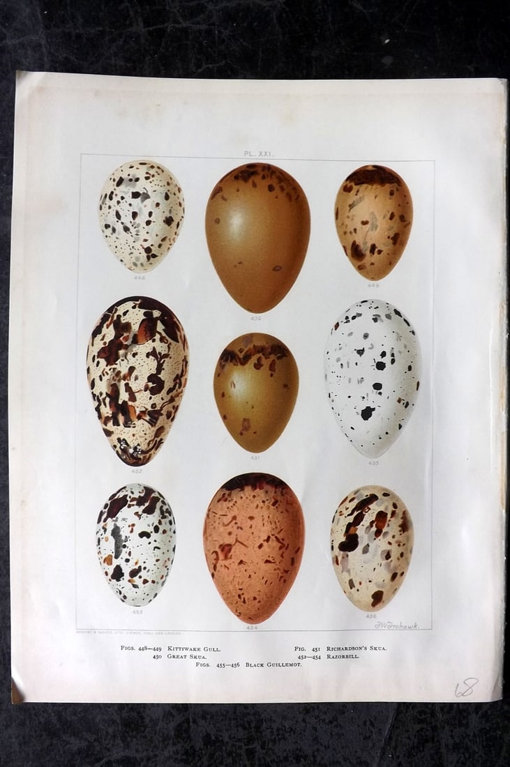 Frohawk, Frederick 1898 Folio Bird Egg Print. Gull, Skua, Razorbill, Guillemot 21: Chromolithograph Published 1896-98, London for "British Birds with their Nests and Eggs" by Arthur G. Butler. Illustrated by Frederick William Frohawk. Paper Size: 12 x 9.5 inch (30 x 24cm) Very minor