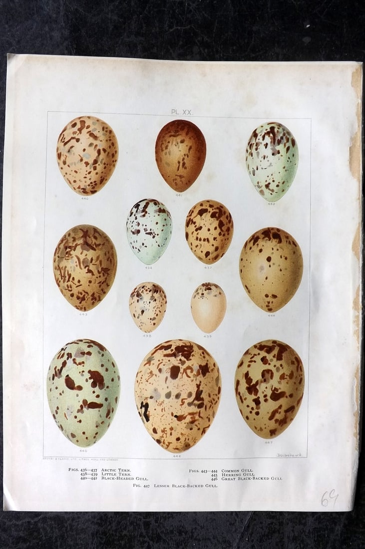 Frohawk, Frederick 1898 Folio Bird Egg Print. Terns & Gull 20: Chromolithograph Published 1896-98, London for "British Birds with their Nests and Eggs" by Arthur G. Butler. Illustrated by Frederick William Frohawk. Paper Size: 12 x 9.5 inch (30 x 24cm) Minor toni