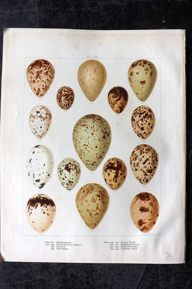 Frohawk, Frederick 1898 Folio Bird Egg Print. Greensshank, Godwit, Curlew, Tern 19: Chromolithograph Published 1896-98, London for "British Birds with their Nests and Eggs" by Arthur G. Butler. Illustrated by Frederick William Frohawk. Paper Size: 12 x 9.5 inch (30 x 24cm) Minor toni