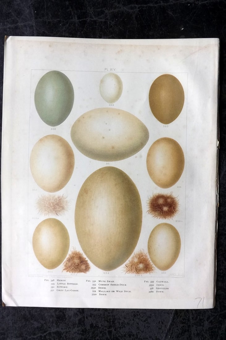 Frohawk, Frederick 1898 Folio Bird Egg Print. Heron, Bittern, Swan, Goose, Ducks 14: Chromolithograph Published 1896-98, London for "British Birds with their Nests and Eggs" by Arthur G. Butler. Illustrated by Frederick William Frohawk. Paper Size: 12 x 9.5 inch (30 x 24cm) Some tonin