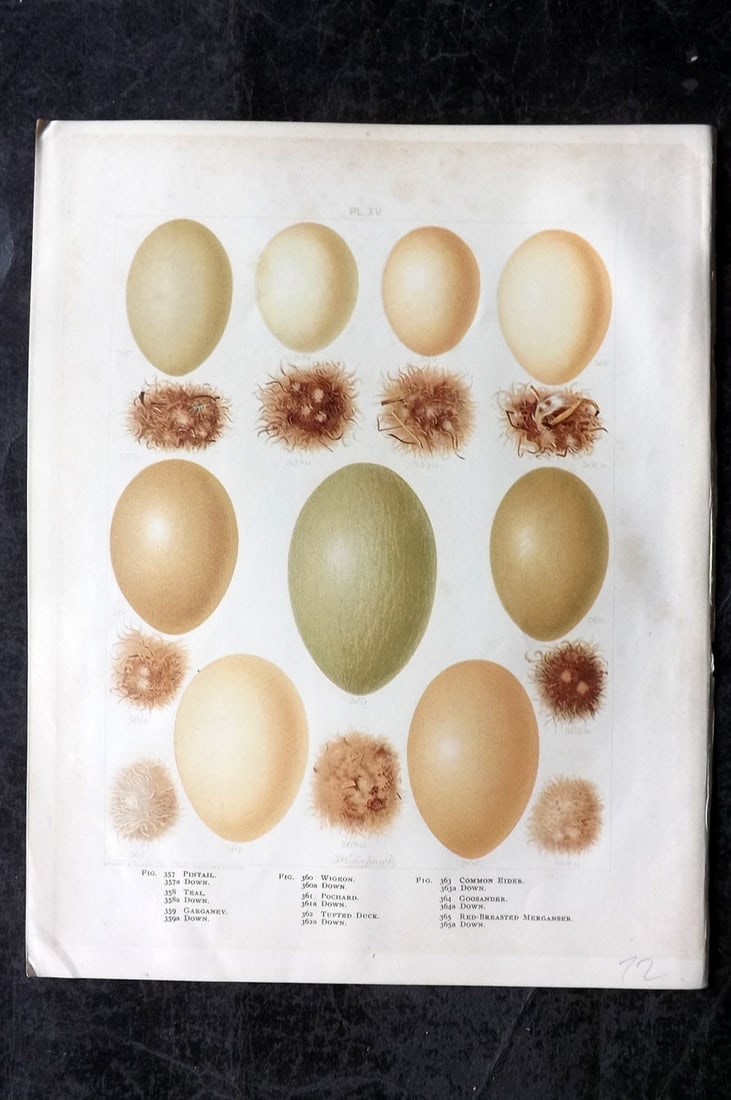 Frohawk, Frederick 1898 Folio Bird Egg Print. Pintail, Wigeon, Duck, Teal 15 (1 of 1)