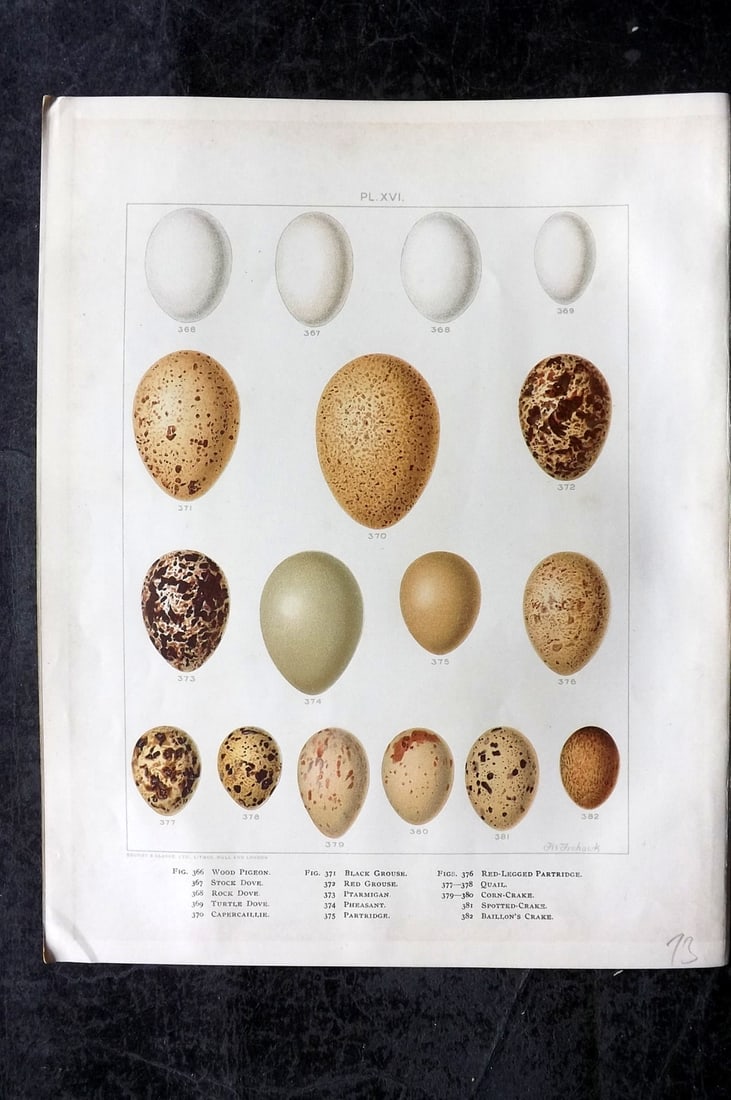 Frohawk, Frederick 1898 Folio Bird Egg Print. Pigeon, Grouse, Pheasant, Partridge, Crake 16: Chromolithograph Published 1896-98, London for "British Birds with their Nests and Eggs" by Arthur G. Butler. Illustrated by Frederick William Frohawk. Paper Size: 12 x 9.5 inch (30 x 24cm) Minor toni