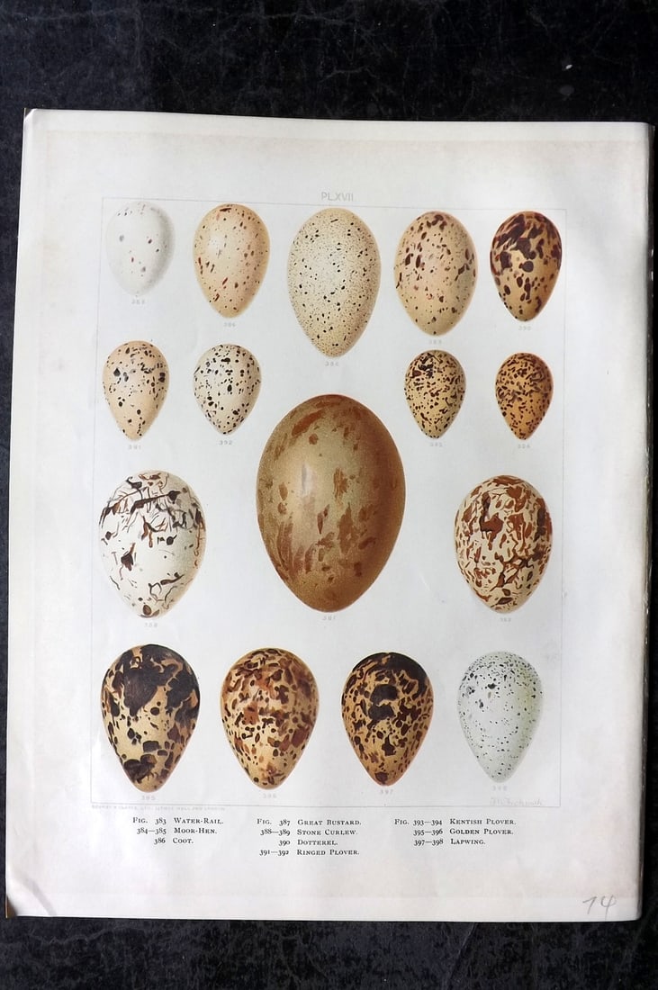 Frohawk, Frederick 1898 Folio Bird Egg Print. Moorhen, Bustard, Curlew, Plover 17: Chromolithograph Published 1896-98, London for "British Birds with their Nests and Eggs" by Arthur G. Butler. Illustrated by Frederick William Frohawk. Paper Size: 12 x 9.5 inch (30 x 24cm) Very minor