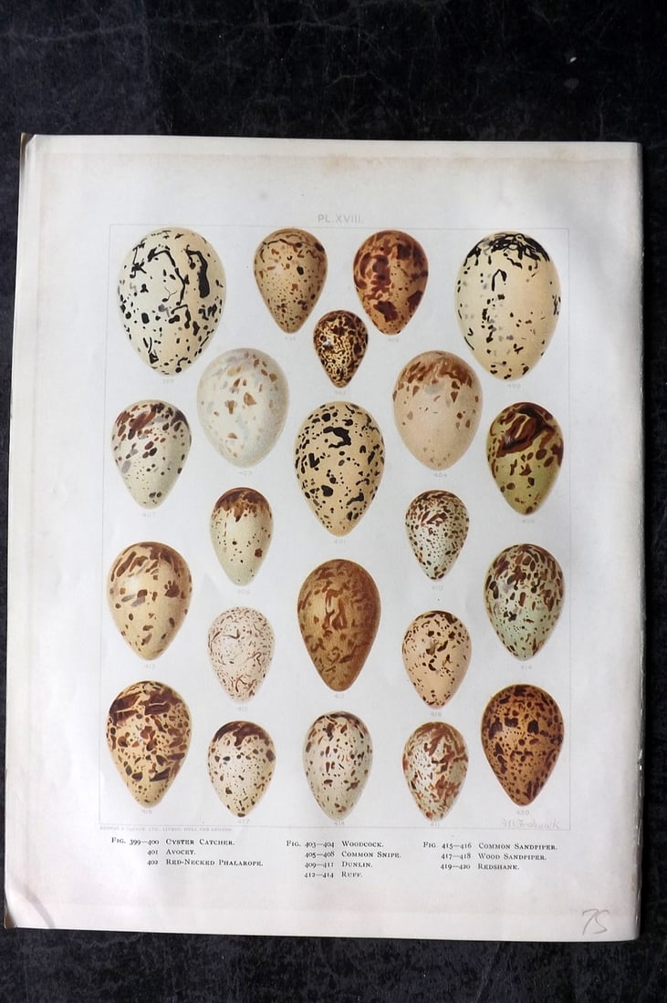 Frohawk, Frederick 1898 Folio Bird Egg Print. Oyster Catcher, Woodcock, Snipe, Sandpiper 18 (1 of 1)