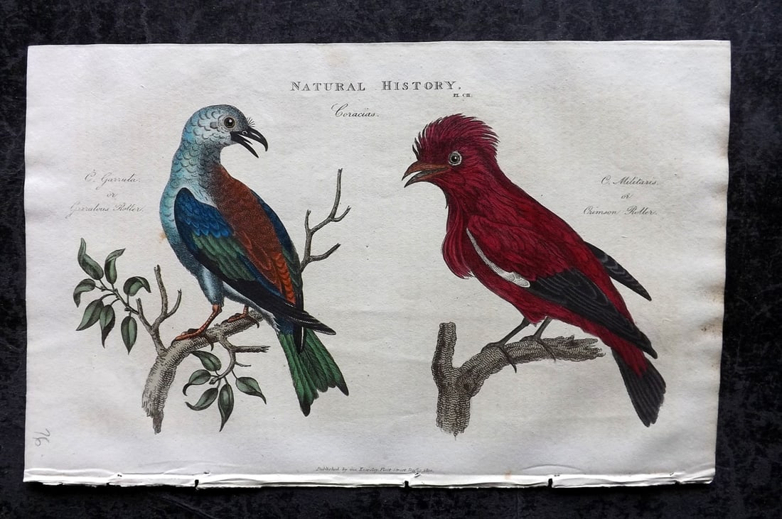 Good, John 1813 Hand Col Bird Print. Garulous & Crimson Roller 102: Copper Plate Published 1806-13, London for "Pantologia: A New Cyclopaedia, Comprehending a Complete Series of Essays" by John Mason Good et al. Fine hand colour as issued. Paper Size: 9.5 x 6 inch (24