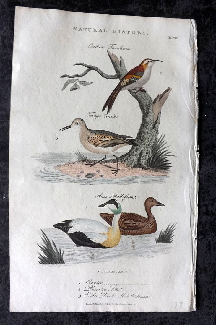 Good, John 1813 Hand Col Bird Print. Creeper, Stint, Eider Duck 8: Copper Plate Published 1806-13, London for "Pantologia: A New Cyclopaedia, Comprehending a Complete Series of Essays" by John Mason Good et al. Fine hand colour as issued. Paper Size: 9.5 x 6 inch (24