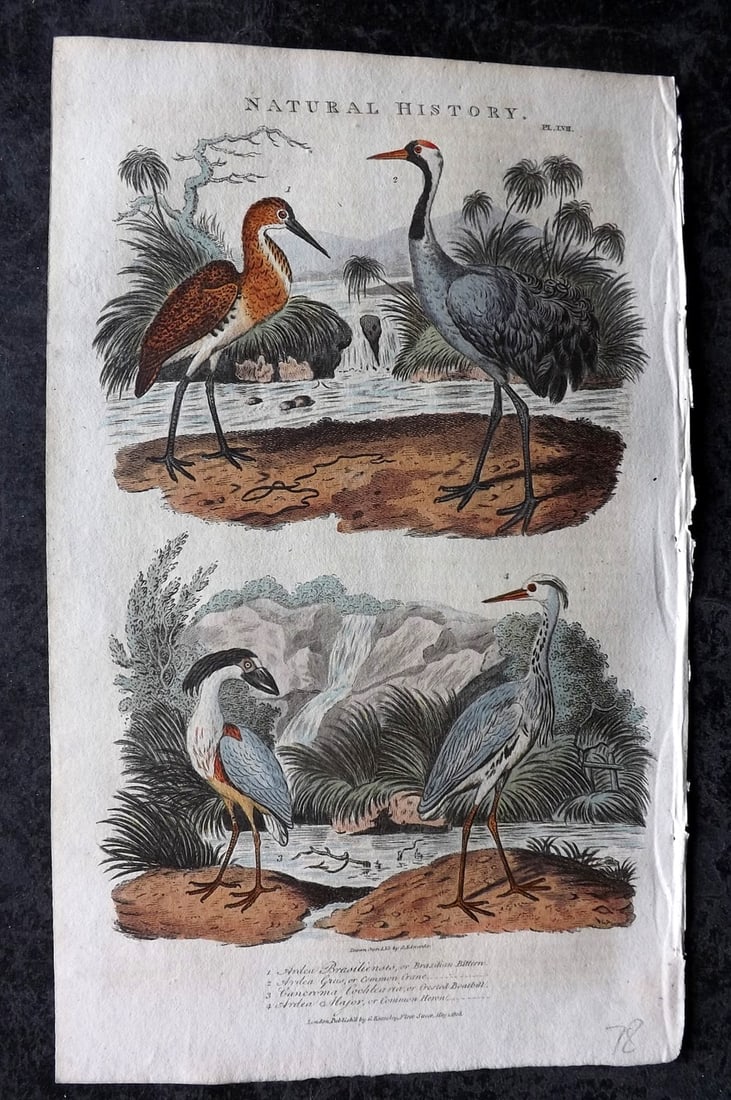 Good, John 1813 Hand Col Bird Print. Bittern, Crane, Boatbill, Heron 57: Copper Plate Published 1806-13, London for "Pantologia: A New Cyclopaedia, Comprehending a Complete Series of Essays" by John Mason Good et al. Fine hand colour as issued. Paper Size: 9.5 x 6 inch (24