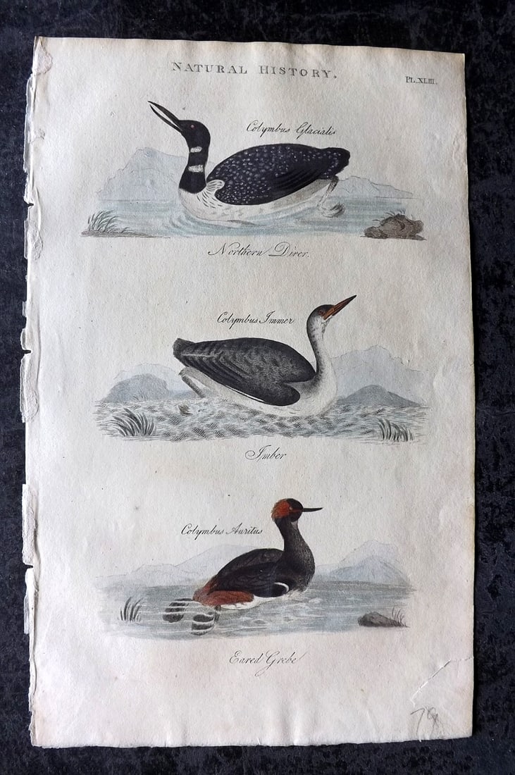 Good, John 1813 Hand Col Bird Print. Northern Diver, Imber, Eared Grebe 43: Copper Plate Published 1806-13, London for "Pantologia: A New Cyclopaedia, Comprehending a Complete Series of Essays" by John Mason Good et al. Fine hand colour as issued. Paper Size: 9.5 x 6 inch (24