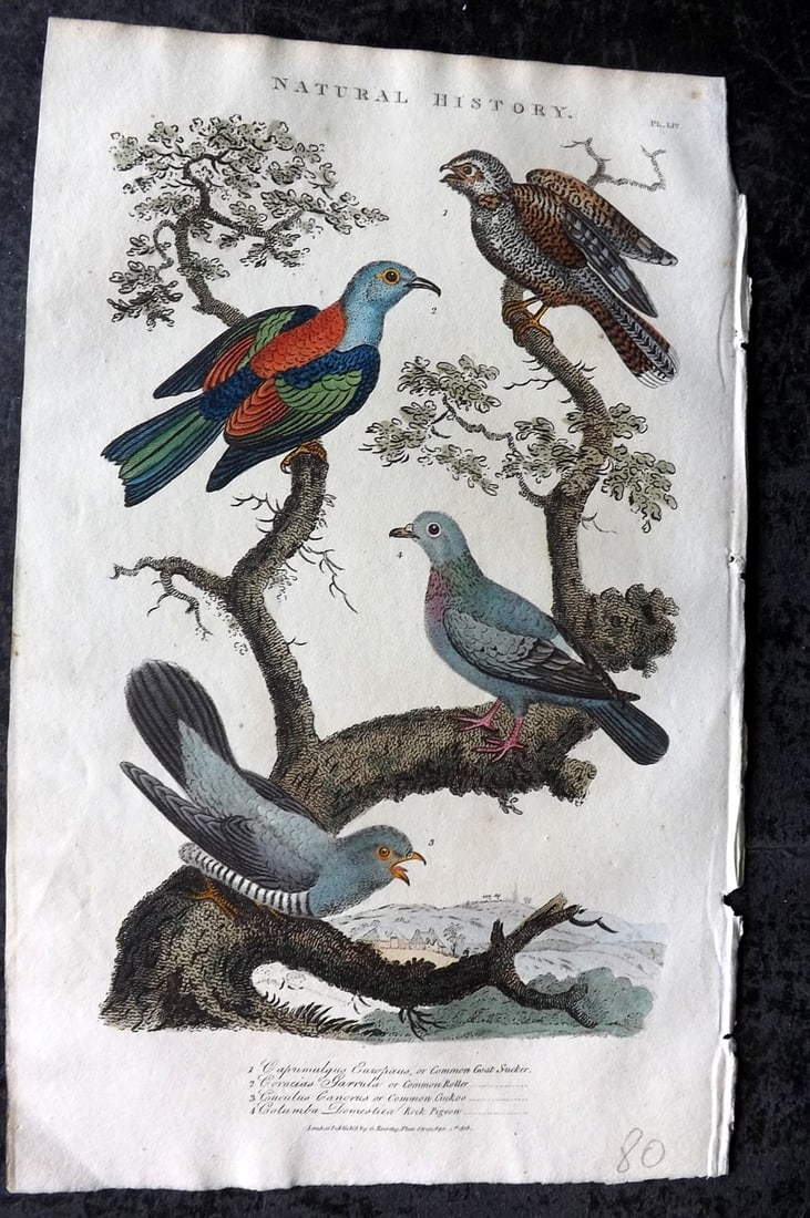 Good, John 1813 Hand Col Bird Print. Goat Sucker, Roller, Cuckoo, Rock Pigeon 54: Copper Plate Published 1806-13, London for "Pantologia: A New Cyclopaedia, Comprehending a Complete Series of Essays" by John Mason Good et al. Fine hand colour as issued. Paper Size: 9.5 x 6 inch (24