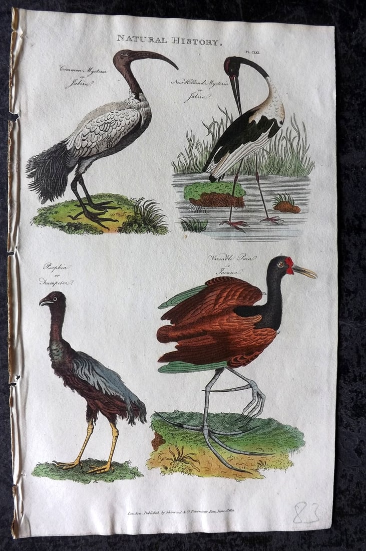 Good, John 1813 Hand Col Bird Print. Jabiru, New Holland Jabiru, Trumpeter, Jacana 141: Copper Plate Published 1806-13, London for "Pantologia: A New Cyclopaedia, Comprehending a Complete Series of Essays" by John Mason Good et al. Fine hand colour as issued. Paper Size: 9.5 x 6 inch (24