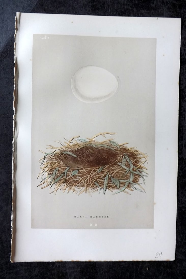 Morris, Francis 1896 Antique Bird Nest Print. Marsh Harrier 20: Woodblock Published 1896, London for "A Natural History of the Nests and Eggs of British Birds" By the Rev. Francis Orpen Morris, printed Benjamin Fawcett. Paper Size: 10 x 7 nch (26 x 18cm) Good Cond