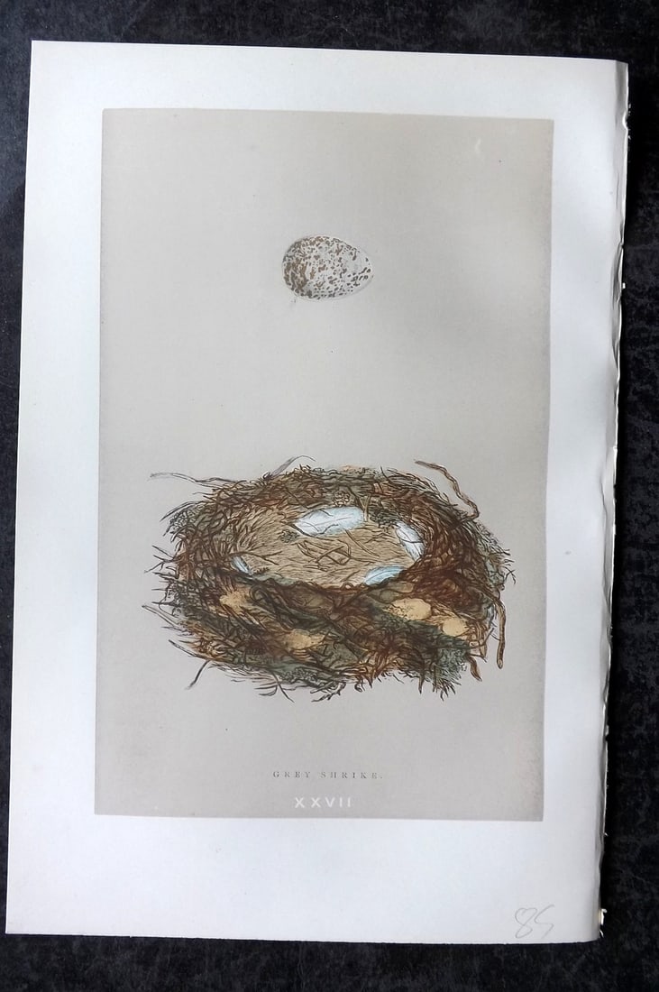 Morris, Francis 1896 Antique Bird Nest Print. Grey Shrike 27: Woodblock Published 1896, London for "A Natural History of the Nests and Eggs of British Birds" By the Rev. Francis Orpen Morris, printed Benjamin Fawcett. Paper Size: 10 x 7 nch (26 x 18cm) Good Cond