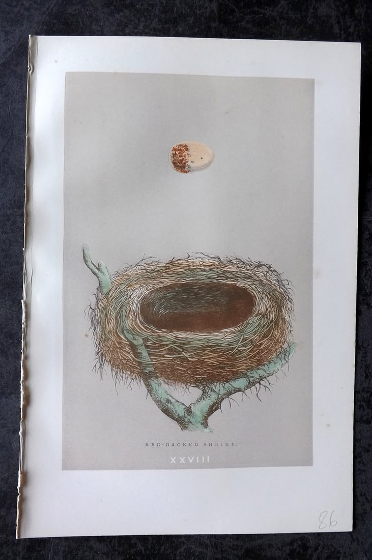 Morris, Francis 1896 Antique Bird Nest Print. Red-Backed Shrike 28: Woodblock Published 1896, London for "A Natural History of the Nests and Eggs of British Birds" By the Rev. Francis Orpen Morris, printed Benjamin Fawcett. Paper Size: 10 x 7 nch (26 x 18cm) Good Cond