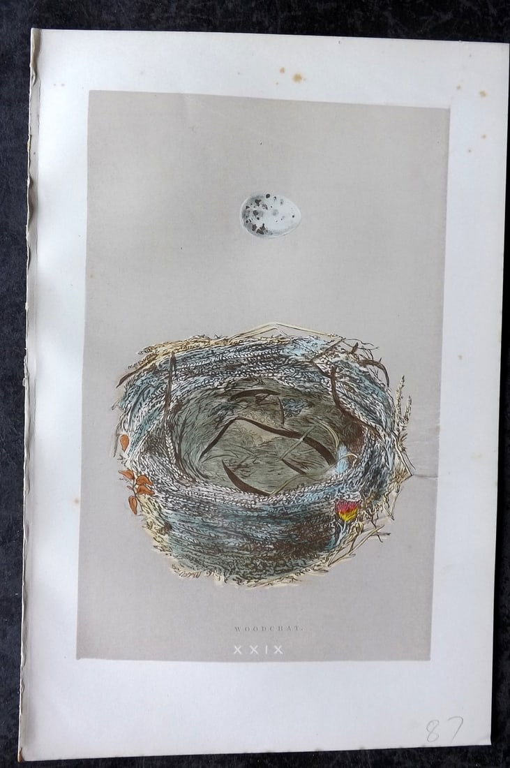 Morris, Francis 1896 Antique Bird Nest Print. Woodchat 29: Woodblock Published 1896, London for "A Natural History of the Nests and Eggs of British Birds" By the Rev. Francis Orpen Morris, printed Benjamin Fawcett. Paper Size: 10 x 7 nch (26 x 18cm) Good Cond