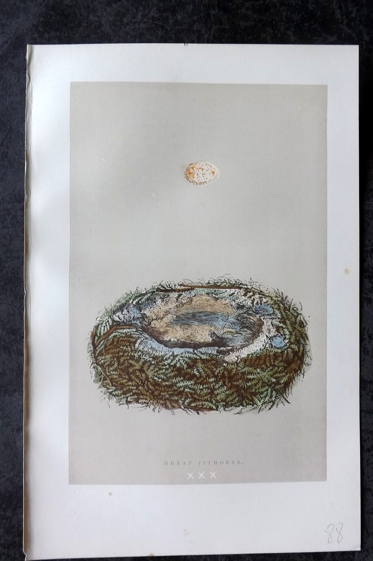 Morris, Francis 1896 Antique Bird Nest Print. Great Titmouse 30: Woodblock Published 1896, London for "A Natural History of the Nests and Eggs of British Birds" By the Rev. Francis Orpen Morris, printed Benjamin Fawcett. Paper Size: 10 x 7 nch (26 x 18cm) Good Cond