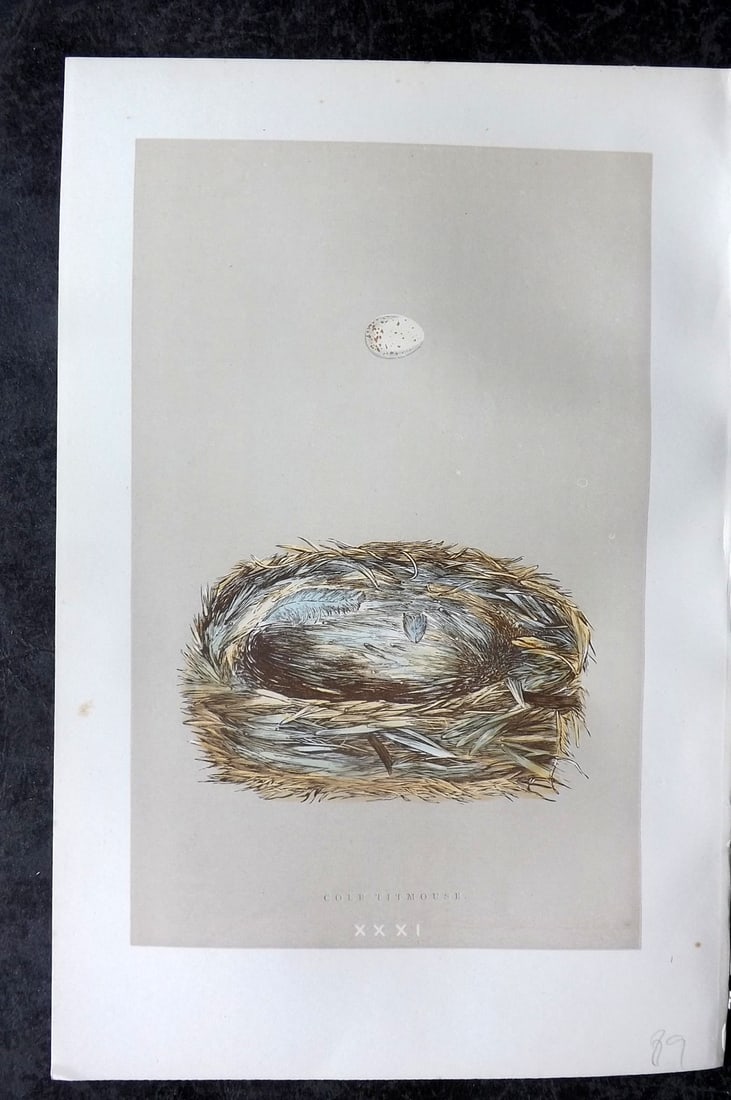 Morris, Francis 1896 Antique Bird Nest Print. Cole Titmouse 31 (1 of 1)