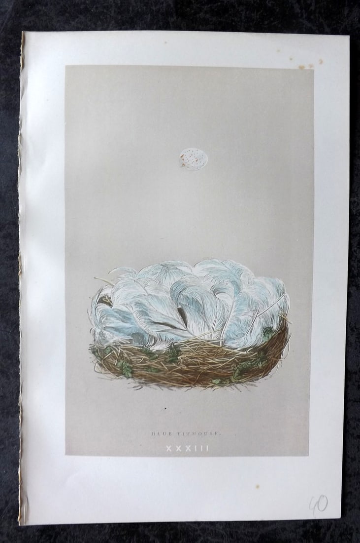 Morris, Francis 1896 Antique Bird Nest Print. Blue Titmouse 32: Woodblock Published 1896, London for "A Natural History of the Nests and Eggs of British Birds" By the Rev. Francis Orpen Morris, printed Benjamin Fawcett. Paper Size: 10 x 7 nch (26 x 18cm) Good Cond