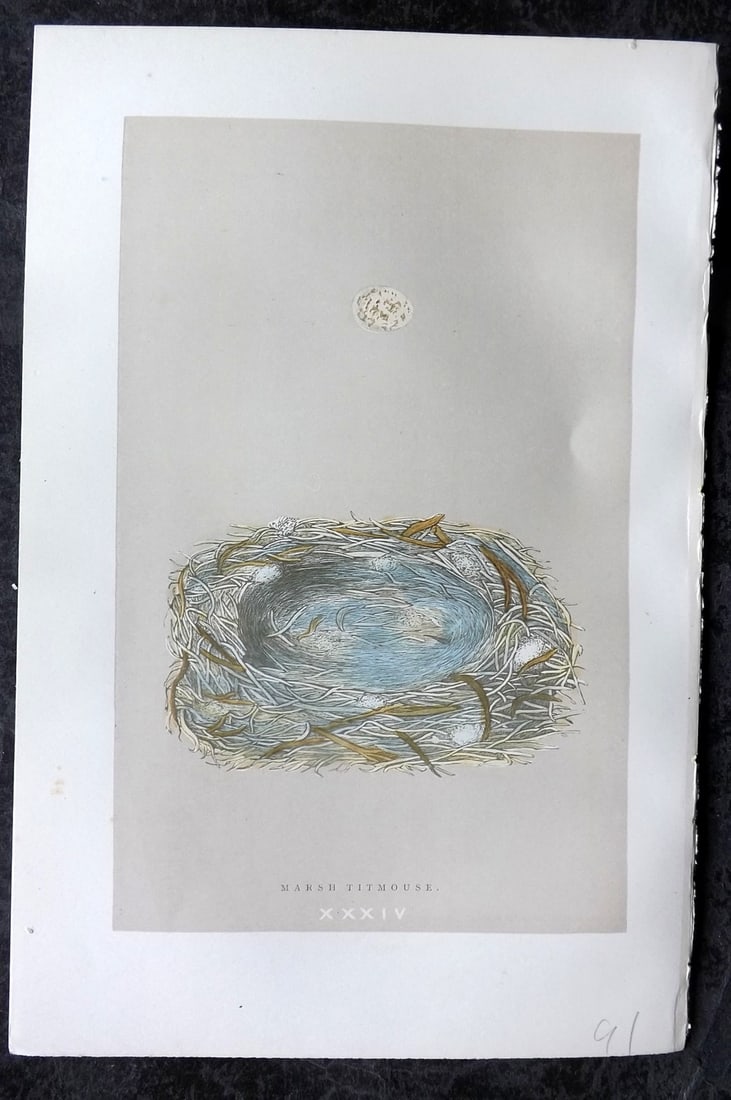 Morris, Francis 1896 Antique Bird Nest Print. Marsh Titmouse 34: Woodblock Published 1896, London for "A Natural History of the Nests and Eggs of British Birds" By the Rev. Francis Orpen Morris, printed Benjamin Fawcett. Paper Size: 10 x 7 nch (26 x 18cm) Good Cond