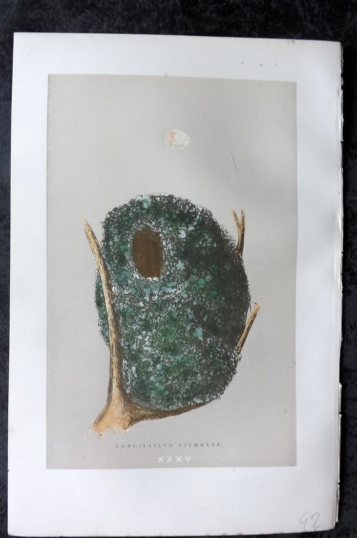 Morris, Francis 1896 Antique Bird Nest Print. Long-Tailed Titmouse 35: Woodblock Published 1896, London for "A Natural History of the Nests and Eggs of British Birds" By the Rev. Francis Orpen Morris, printed Benjamin Fawcett. Paper Size: 10 x 7 nch (26 x 18cm) Good Cond