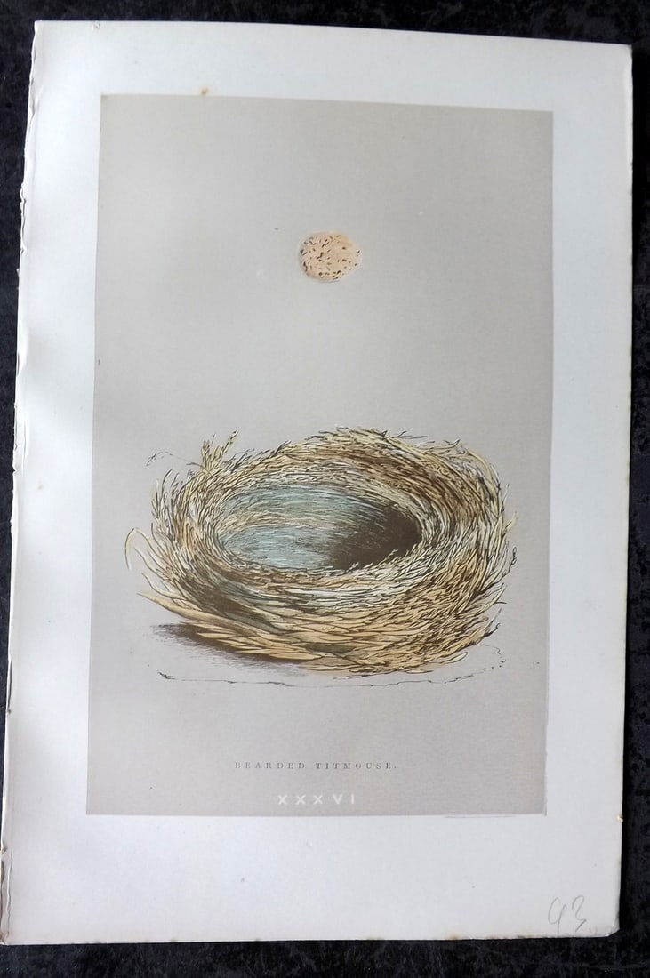 Morris, Francis 1896 Antique Bird Nest Print. Bearded Titmouse 36: Woodblock Published 1896, London for "A Natural History of the Nests and Eggs of British Birds" By the Rev. Francis Orpen Morris, printed Benjamin Fawcett. Paper Size: 10 x 7 nch (26 x 18cm) Good Cond