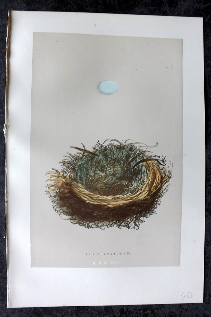 Morris, Francis 1896 Antique Bird Nest Print. Pied Flycatcher 37: Woodblock Published 1896, London for "A Natural History of the Nests and Eggs of British Birds" By the Rev. Francis Orpen Morris, printed Benjamin Fawcett. Paper Size: 10 x 7 nch (26 x 18cm) Good Cond
