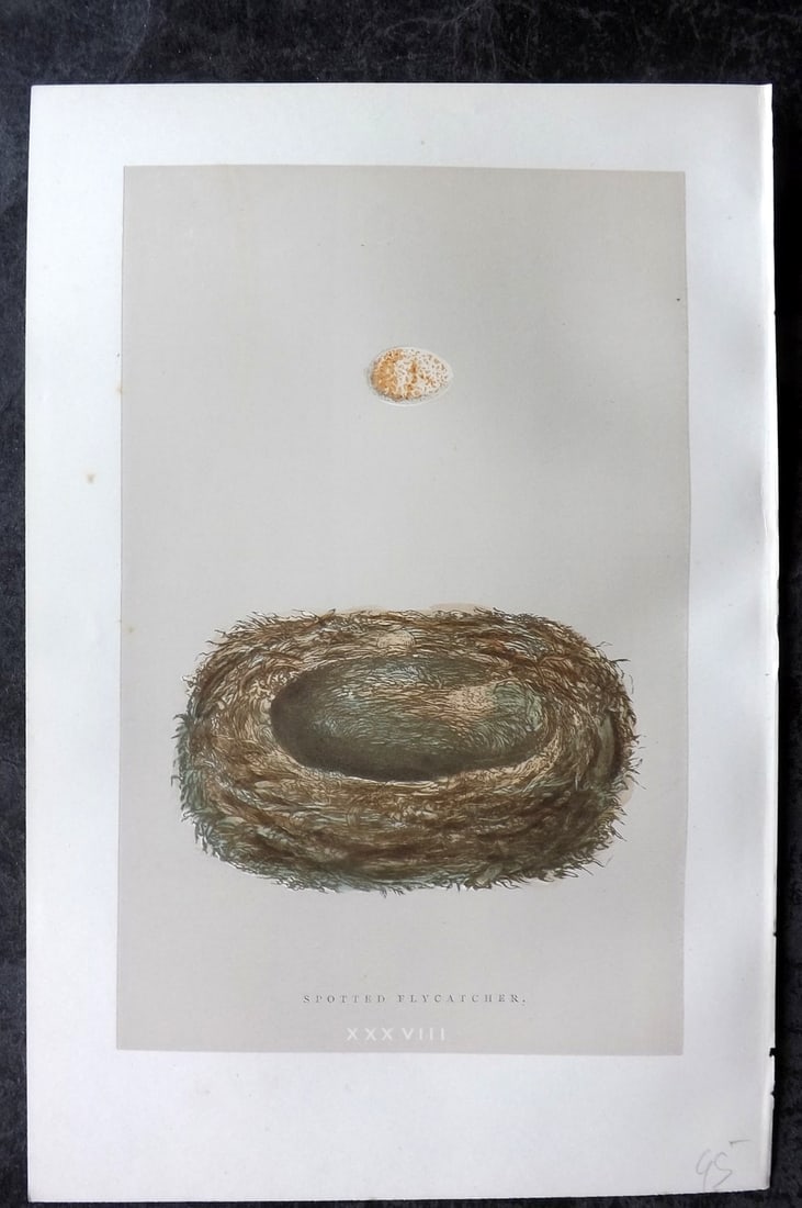 Morris, Francis 1896 Antique Bird Nest Print. Spotted Flycatcher 38: Woodblock Published 1896, London for "A Natural History of the Nests and Eggs of British Birds" By the Rev. Francis Orpen Morris, printed Benjamin Fawcett. Paper Size: 10 x 7 nch (26 x 18cm) Good Cond
