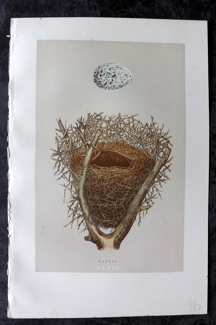 Morris, Francis 1896 Antique Bird Nest Print. Magpie 39 (1 of 1)