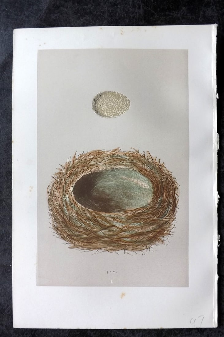 Morris, Francis 1896 Antique Bird Nest Print. Jay 50: Woodblock Published 1896, London for "A Natural History of the Nests and Eggs of British Birds" By the Rev. Francis Orpen Morris, printed Benjamin Fawcett. Paper Size: 10 x 7 nch (26 x 18cm) Good Cond