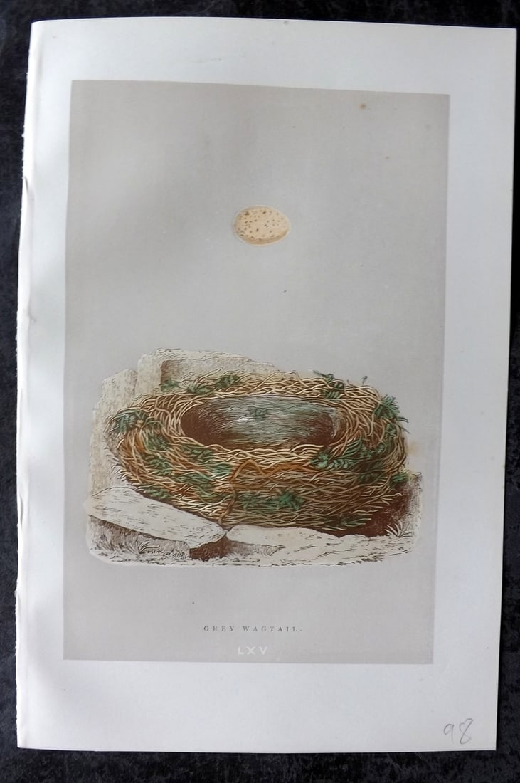 Morris, Francis 1896 Antique Bird Nest Print. Grey Wagtail 65: Woodblock Published 1896, London for "A Natural History of the Nests and Eggs of British Birds" By the Rev. Francis Orpen Morris, printed Benjamin Fawcett. Paper Size: 10 x 7 nch (26 x 18cm) Good Cond