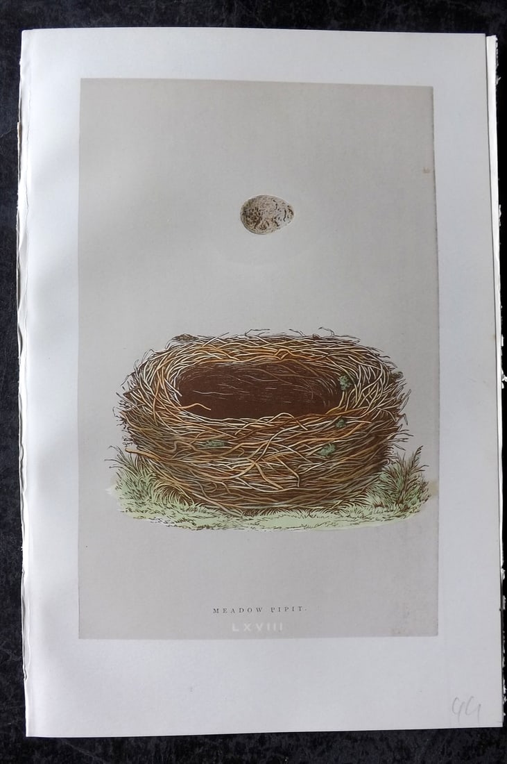 Morris, Francis 1896 Antique Bird Nest Print. Meadow Pipit 68: Woodblock Published 1896, London for "A Natural History of the Nests and Eggs of British Birds" By the Rev. Francis Orpen Morris, printed Benjamin Fawcett. Paper Size: 10 x 7 nch (26 x 18cm) Good Cond