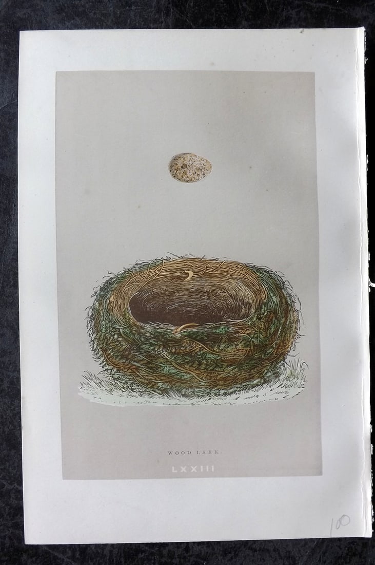 Morris, Francis 1896 Antique Bird Nest Print. Wood Lark 73: Woodblock Published 1896, London for "A Natural History of the Nests and Eggs of British Birds" By the Rev. Francis Orpen Morris, printed Benjamin Fawcett. Paper Size: 10 x 7 nch (26 x 18cm) Good Cond