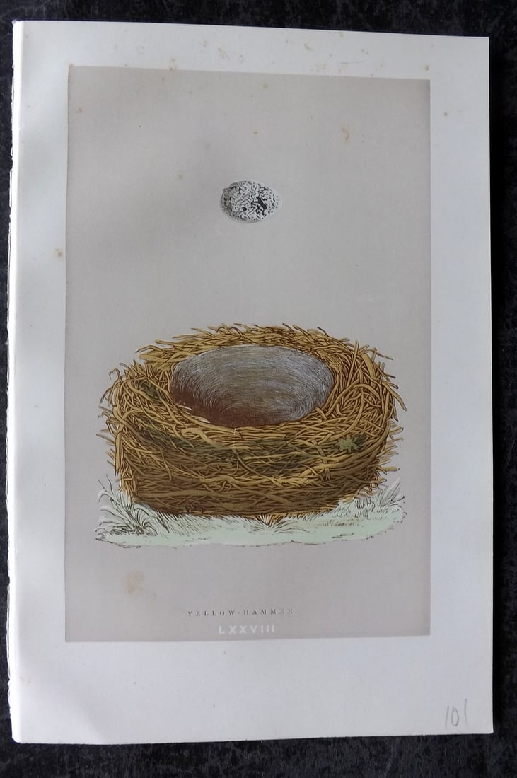 Morris, Francis 1896 Antique Bird Nest Print. Yellow Hammer 78: Woodblock Published 1896, London for "A Natural History of the Nests and Eggs of British Birds" By the Rev. Francis Orpen Morris, printed Benjamin Fawcett. Paper Size: 10 x 7 nch (26 x 18cm) Good Cond