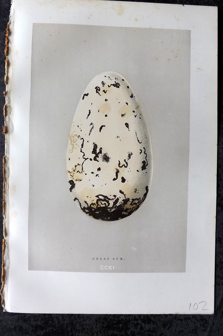 Morris, Francis 1896 Antique Bird Egg Print. Extinct Great Auk 211: Woodblock Published 1896, London for "A Natural History of the Nests and Eggs of British Birds" By the Rev. Francis Orpen Morris, printed Benjamin Fawcett. Paper Size: 10 x 7 nch (26 x 18cm) Very mino