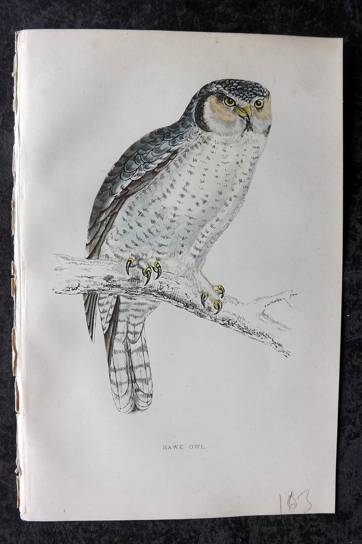 Morris, Francis 1867 Hand Col Bird Print. Hawk Owl (1 of 1)