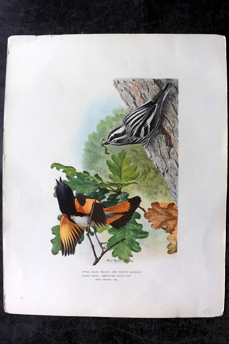 Ridgway & Fuertes 1902 Folio Bird Print. Black & White Warbler, American Redstart (1 of 1)