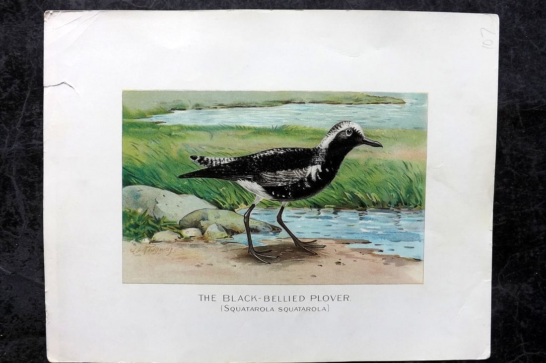 Ridgway & Fuertes 1902 Folio Bird Print. Black Bellied Plover: Chromolithograph Published 1902, Albany for "Fish and Game of the State of New York. Seventh Report" by the Forest, Fish and Game Commission of New York. Illustrated by Sherman Foote Denton, J. L. Rid