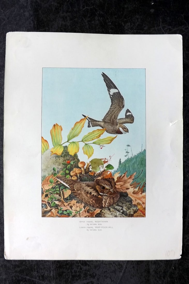 Ridgway & Fuertes 1902 Folio Bird Print. Nighthawk, Whip-Poor-Will (1 of 1)