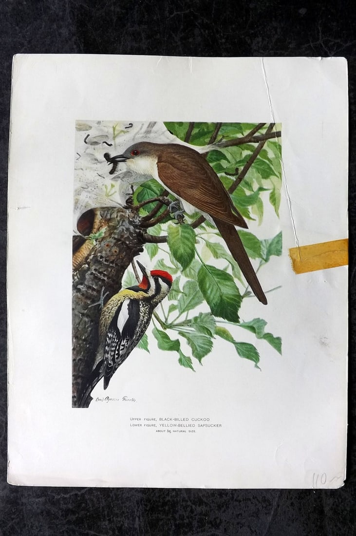 Ridgway & Fuertes 1902 Folio Bird Print. Black Billled Cuckoo, Yellow Bellied Sapsucker (1 of 1)